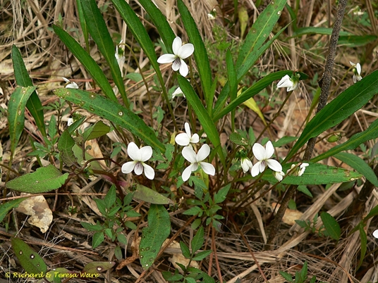 {Viola lanceolata var. vittata}